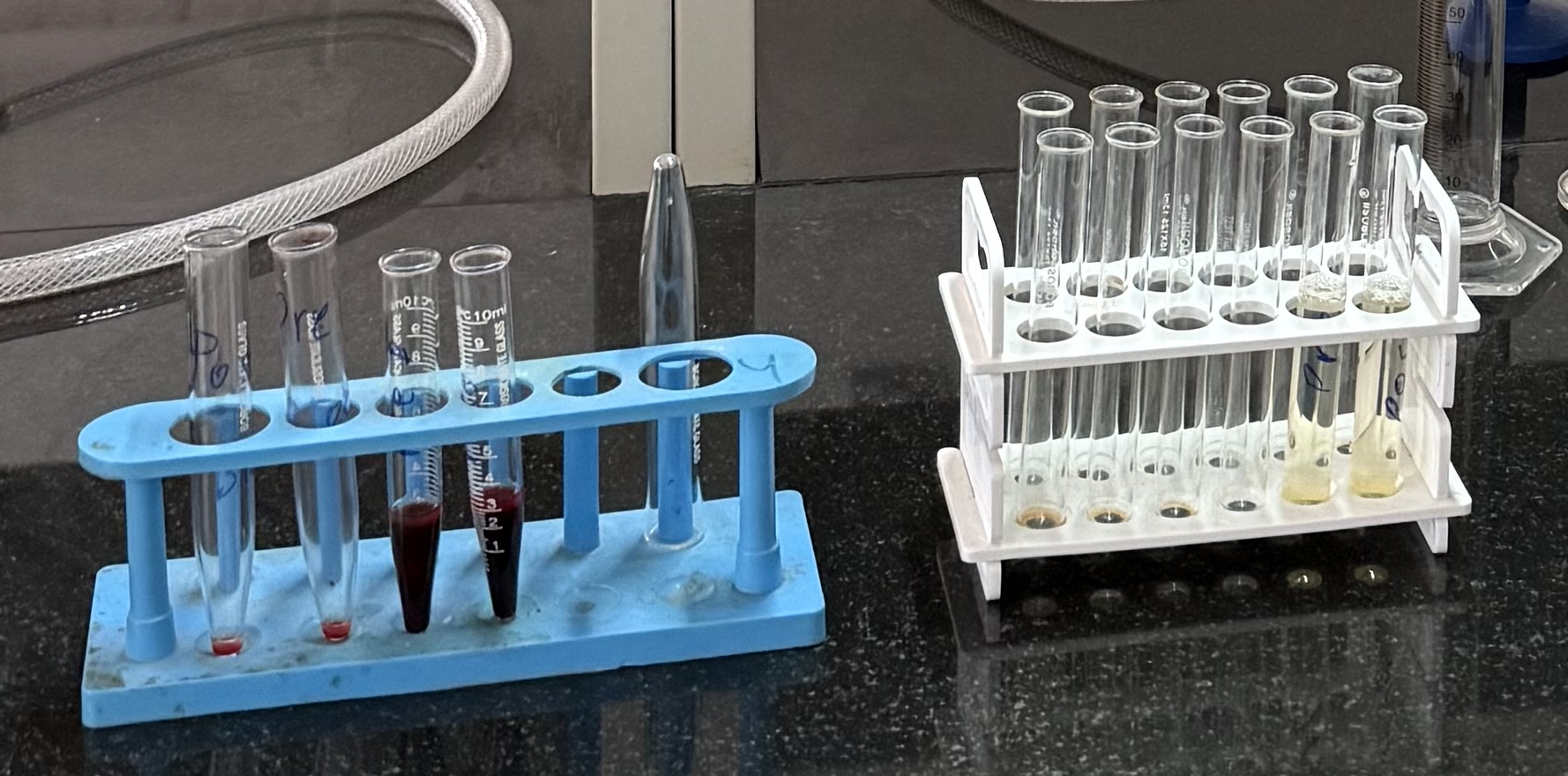 Racks of titration tubes with plasma samples at various dilutions